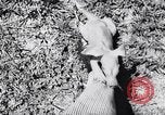 Immagine di Aardvark Florida United States USA, 1967, secondo 20 filmato di repertorio 65675033690