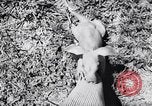 Immagine di Aardvark Florida United States USA, 1967, secondo 21 filmato di repertorio 65675033690