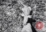 Immagine di Aardvark Florida United States USA, 1967, secondo 22 filmato di repertorio 65675033690