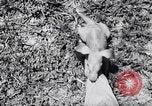 Immagine di Aardvark Florida United States USA, 1967, secondo 23 filmato di repertorio 65675033690