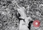Immagine di Aardvark Florida United States USA, 1967, secondo 24 filmato di repertorio 65675033690