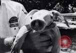 Immagine di Aardvark Florida United States USA, 1967, secondo 28 filmato di repertorio 65675033690