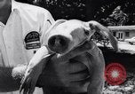 Immagine di Aardvark Florida United States USA, 1967, secondo 29 filmato di repertorio 65675033690