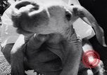 Immagine di Aardvark Florida United States USA, 1967, secondo 31 filmato di repertorio 65675033690