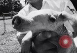 Immagine di Aardvark Florida United States USA, 1967, secondo 32 filmato di repertorio 65675033690