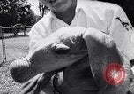 Immagine di Aardvark Florida United States USA, 1967, secondo 34 filmato di repertorio 65675033690