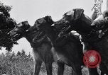Standbild doggy Wagenrennen Baker Oregon USA, 1938, aus Sekunde 17 historischem Filmmaterial Videoclip 65675033695