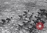 Image of Duke versus Pittsburgh college football Durham North Carolina USA, 1938, second 51 stock footage video 65675033799