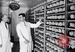 Image la vaccination contre la poliomyélite California United States USA, 1955, de la seconde 10 séquences d'archives historiques vidéo 65675033806