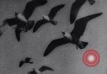 Image of Montage of events involving Wright brothers and their airplanes Virginia United States USA, 1908, second 16 stock footage video 65675033853