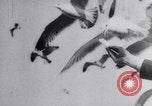 Image of Montage of events involving Wright brothers and their airplanes Virginia United States USA, 1908, second 20 stock footage video 65675033853