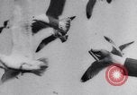 Image of Montage of events involving Wright brothers and their airplanes Virginia United States USA, 1908, second 21 stock footage video 65675033853