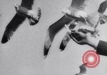 Image of Montage of events involving Wright brothers and their airplanes Virginia United States USA, 1908, second 25 stock footage video 65675033853