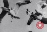Image of Montage of events involving Wright brothers and their airplanes Virginia United States USA, 1908, second 26 stock footage video 65675033853