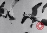 Image of Montage of events involving Wright brothers and their airplanes Virginia United States USA, 1908, second 27 stock footage video 65675033853