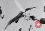 Image of Montage of events involving Wright brothers and their airplanes Virginia United States USA, 1908, second 28 stock footage video 65675033853