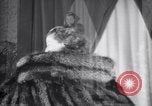 Image of fashion show New York United States USA, 1935, second 31 stock footage video 65675033892