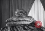 Image of fashion show New York United States USA, 1935, second 32 stock footage video 65675033892