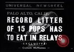 Image of Chesapeake Retriever Palo Alto California USA, 1938, second 1 stock footage video 65675033908