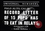 Image of Chesapeake Retriever Palo Alto California USA, 1938, second 3 stock footage video 65675033908