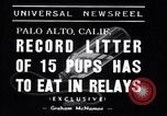 Image of Chesapeake Retriever Palo Alto California USA, 1938, second 4 stock footage video 65675033908