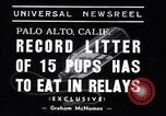 Image of Chesapeake Retriever Palo Alto California USA, 1938, second 5 stock footage video 65675033908