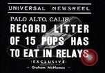 Image of Chesapeake Retriever Palo Alto California USA, 1938, second 6 stock footage video 65675033908