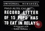Image of Chesapeake Retriever Palo Alto California USA, 1938, second 7 stock footage video 65675033908