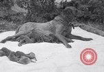 Image of Chesapeake Retriever Palo Alto California USA, 1938, second 8 stock footage video 65675033908