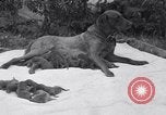 Image of Chesapeake Retriever Palo Alto California USA, 1938, second 9 stock footage video 65675033908