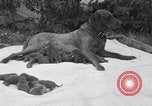 Image of Chesapeake Retriever Palo Alto California USA, 1938, second 10 stock footage video 65675033908