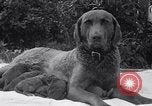 Image of Chesapeake Retriever Palo Alto California USA, 1938, second 12 stock footage video 65675033908