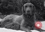 Image of Chesapeake Retriever Palo Alto California USA, 1938, second 13 stock footage video 65675033908