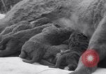 Image of Chesapeake Retriever Palo Alto California USA, 1938, second 14 stock footage video 65675033908