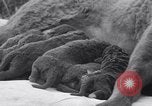 Image of Chesapeake Retriever Palo Alto California USA, 1938, second 15 stock footage video 65675033908