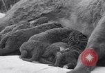 Image of Chesapeake Retriever Palo Alto California USA, 1938, second 16 stock footage video 65675033908