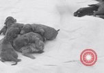 Image of Chesapeake Retriever Palo Alto California USA, 1938, second 17 stock footage video 65675033908