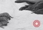 Image of Chesapeake Retriever Palo Alto California USA, 1938, second 18 stock footage video 65675033908