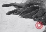 Image of Chesapeake Retriever Palo Alto California USA, 1938, second 19 stock footage video 65675033908