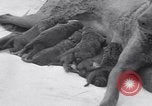 Image of Chesapeake Retriever Palo Alto California USA, 1938, second 20 stock footage video 65675033908