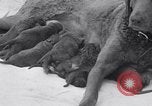 Image of Chesapeake Retriever Palo Alto California USA, 1938, second 21 stock footage video 65675033908