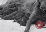Image of Chesapeake Retriever Palo Alto California USA, 1938, second 22 stock footage video 65675033908