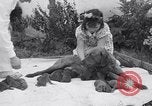 Image of Chesapeake Retriever Palo Alto California USA, 1938, second 25 stock footage video 65675033908