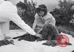 Image of Chesapeake Retriever Palo Alto California USA, 1938, second 27 stock footage video 65675033908