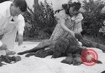 Image of Chesapeake Retriever Palo Alto California USA, 1938, second 28 stock footage video 65675033908