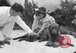 Image of Chesapeake Retriever Palo Alto California USA, 1938, second 29 stock footage video 65675033908