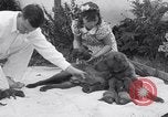 Image of Chesapeake Retriever Palo Alto California USA, 1938, second 30 stock footage video 65675033908
