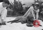 Image of Chesapeake Retriever Palo Alto California USA, 1938, second 31 stock footage video 65675033908