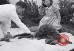 Image of Chesapeake Retriever Palo Alto California USA, 1938, second 32 stock footage video 65675033908