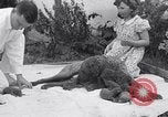Image of Chesapeake Retriever Palo Alto California USA, 1938, second 33 stock footage video 65675033908